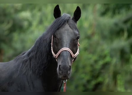 Thoroughbred, Stallion, 12 years, 15.1 hh