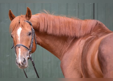 Thoroughbred, Stallion, 13 years, 16 hh, Chestnut-Red