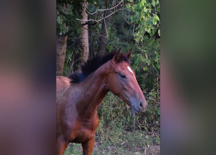 Thoroughbred, Stallion, 1 year, 15,2 hh, Bay