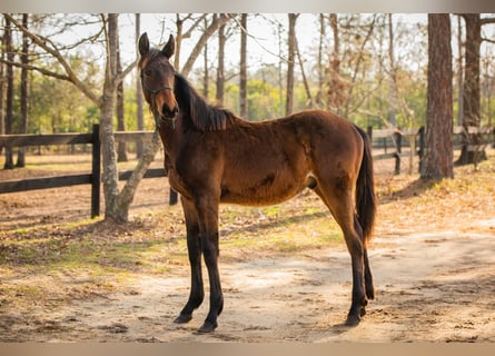 Thoroughbred Mix, Stallion, 1 year, 16,2 hh, Brown