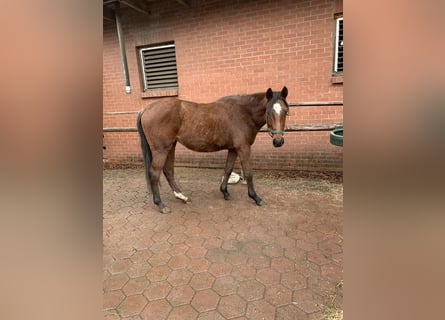 Thoroughbred, Stallion, 4 years, 16.1 hh, Brown