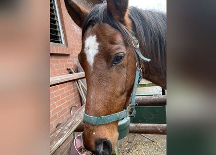 Thoroughbred, Stallion, 4 years, 16.1 hh, Brown