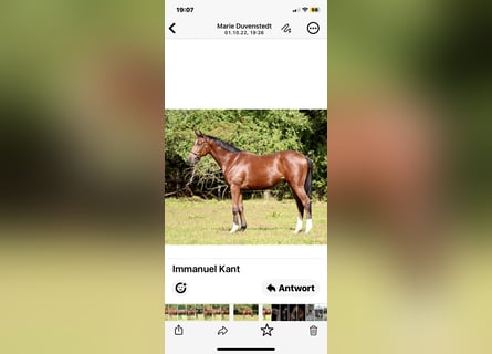 Thoroughbred, Stallion, 4 years, 16 hh, Brown