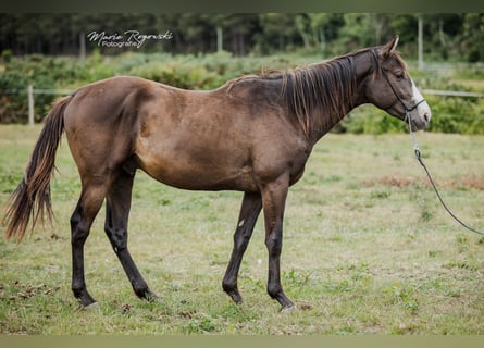 Thoroughbred, Stallion, 4 years, Black