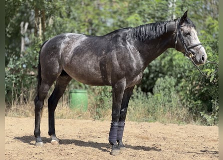 Thoroughbred, Stallion, 5 years, 17 hh, Grey