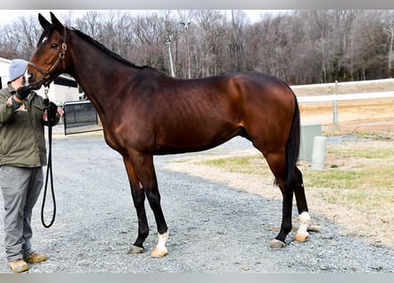 Thoroughbred, Stallion, 7 years, 16 hh, Brown