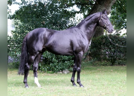 Thoroughbred, Stallion, 14 years, 16.1 hh, Black