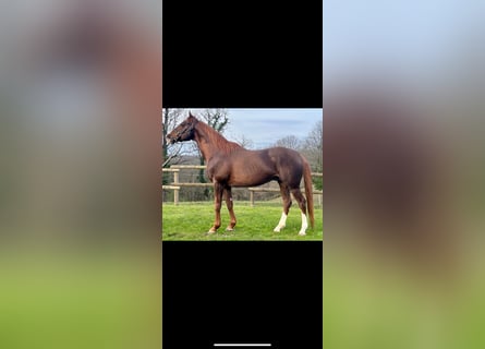 Thoroughbred, Stallion, 10 years, 16,2 hh, Chestnut