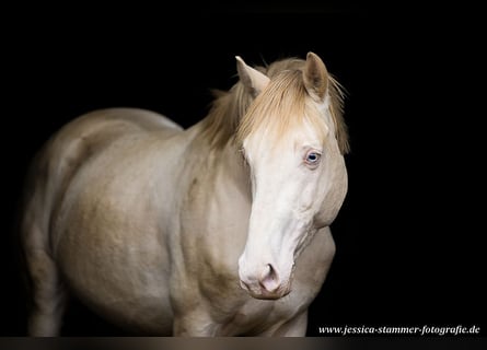 Thoroughbred, Stallion, 15 years, 16 hh, Perlino