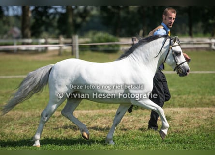 Welsh A (Mountain Pony), Stallion, 15 years, 11.2 hh, Gray