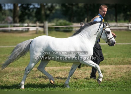 Welsh-A, Hengst, 16 Jahre, 120 cm, Schimmel