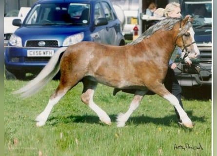 Welsh-A, Hengst, 19 Jahre, 117 cm