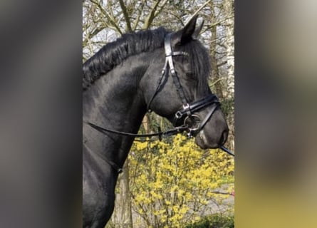 Deutsches Reitpony, Hengst, 22 Jahre, 146 cm, Rappe