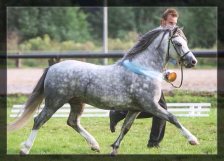 Welsh A (Mountain Pony), Stallion, 13 years, 11,2 hh, Grey