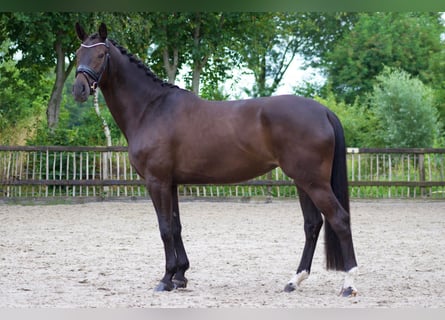 Thüringer Warmbloed, Merrie, 6 Jaar, 168 cm, Donkerbruin