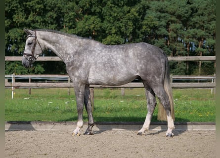 Thuringe sang chaud, Hongre, 4 Ans, 170 cm, Gris pommelé