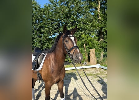 Thuringian Warmblood, Gelding, 4 years, 16 hh, Brown
