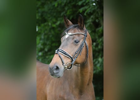 Thüringer Warmblut, Stute, 17 Jahre, 16,1 hh, Brauner