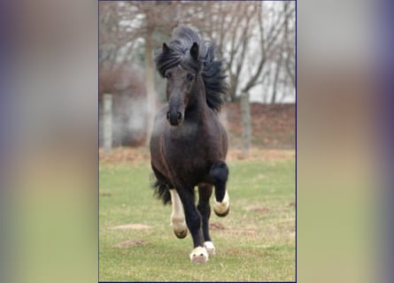 Islandpferd, Hengst, 29 Jahre, Rappe