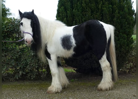 Tinker, Caballo castrado, 10 años, 134 cm, Pío