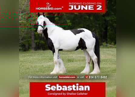 Tinker, Caballo castrado, 10 años, 157 cm