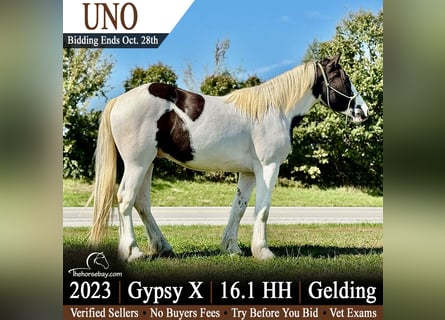 Tinker Mestizo, Caballo castrado, 3 años, 165 cm, Tobiano-todas las-capas