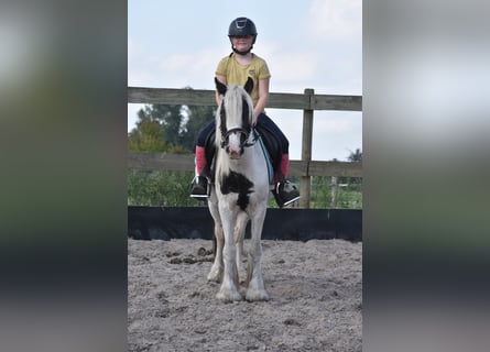 Tinker, Caballo castrado, 4 años, 130 cm, Pío