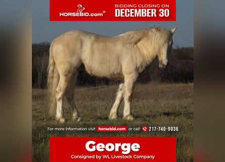 Tinker Mestizo, Caballo castrado, 4 años, 135 cm, Palomino