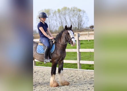 Tinker, Caballo castrado, 4 años, 136 cm, Negro