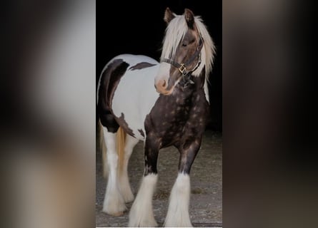 Tinker, Caballo castrado, 4 años, 140 cm, Pío