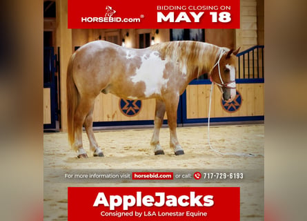 Tinker Mestizo, Caballo castrado, 4 años, 142 cm