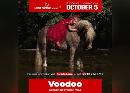 Tinker, Caballo castrado, 4 años, 142 cm, Tordo rodado