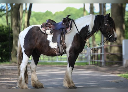 Tinker, Caballo castrado, 4 años, 146 cm, Pío
