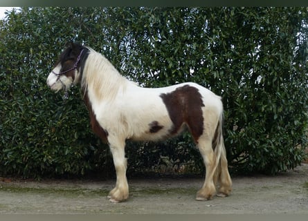 Tinker, Caballo castrado, 4 años, 148 cm, Pío