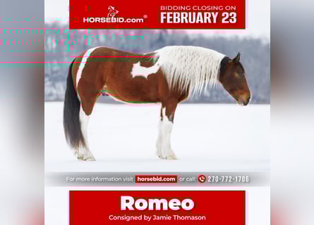 Tinker Mestizo, Caballo castrado, 4 años, 150 cm, Castaño rojizo