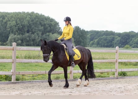 Tinker, Caballo castrado, 4 años, 150 cm, Negro