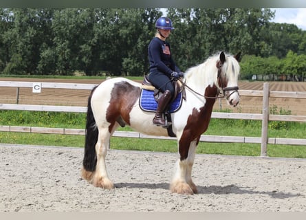 Tinker, Caballo castrado, 4 años, 151 cm, Pío