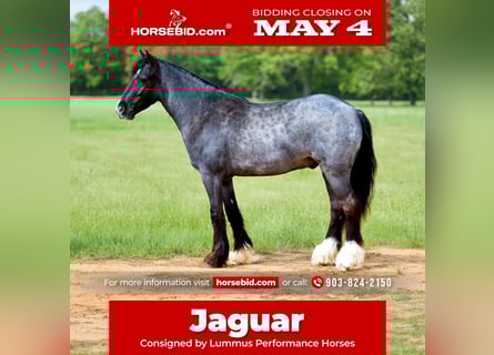 Tinker Mestizo, Caballo castrado, 4 años, Ruano azulado