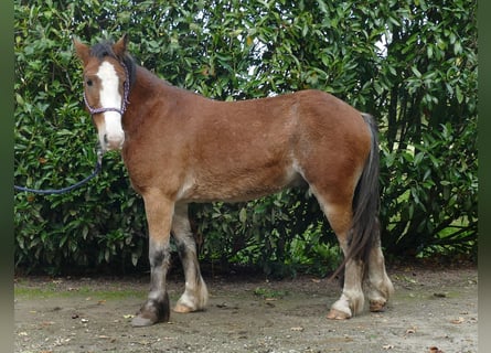 Tinker, Caballo castrado, 5 años, 138 cm, Castaño