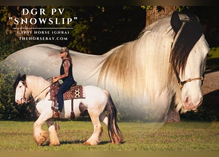 Tinker, Caballo castrado, 5 años, 142 cm, White/Blanco