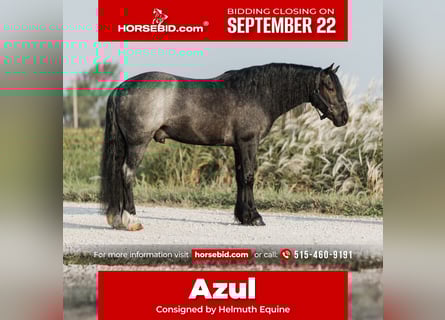 Tinker Mestizo, Caballo castrado, 5 años, 145 cm, Ruano azulado