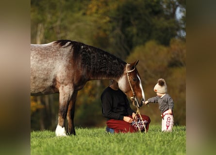 Tinker Mestizo, Caballo castrado, 5 años, 150 cm, Castaño-ruano