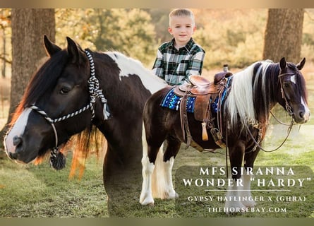 Tinker, Caballo castrado, 5 años, 152 cm, Tobiano-todas las-capas