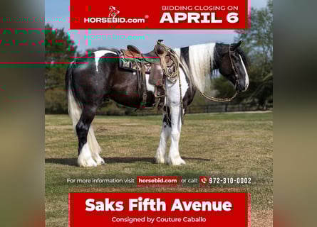 Tinker Mestizo, Caballo castrado, 5 años, 163 cm, Pío
