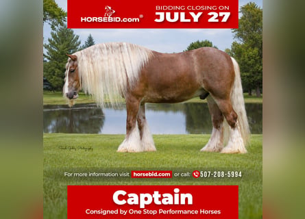 Tinker, Caballo castrado, 5 años, Alazán rojizo