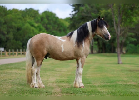 Tinker, Caballo castrado, 5 años, Tobiano-todas las-capas