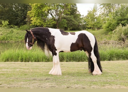 Tinker, Caballo castrado, 6 años, 127 cm, Tobiano-todas las-capas
