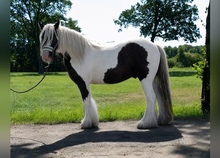 Tinker, Caballo castrado, 6 años, 130 cm, Pío