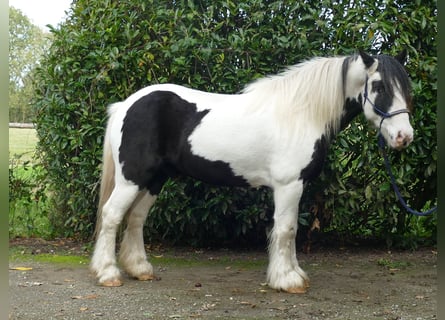 Tinker, Caballo castrado, 6 años, 137 cm, Pío