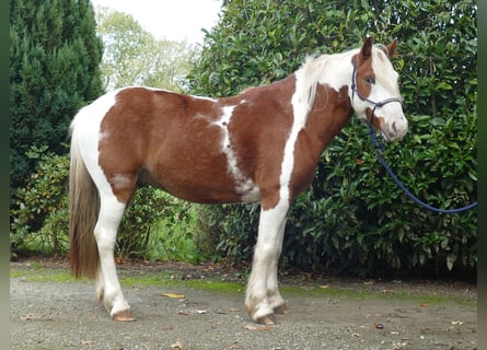 Tinker Mestizo, Caballo castrado, 6 años, 138 cm, Pío